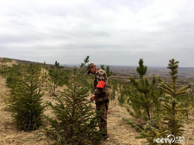 樹逐漸長大，防火是關鍵，李鋒巡護查看。