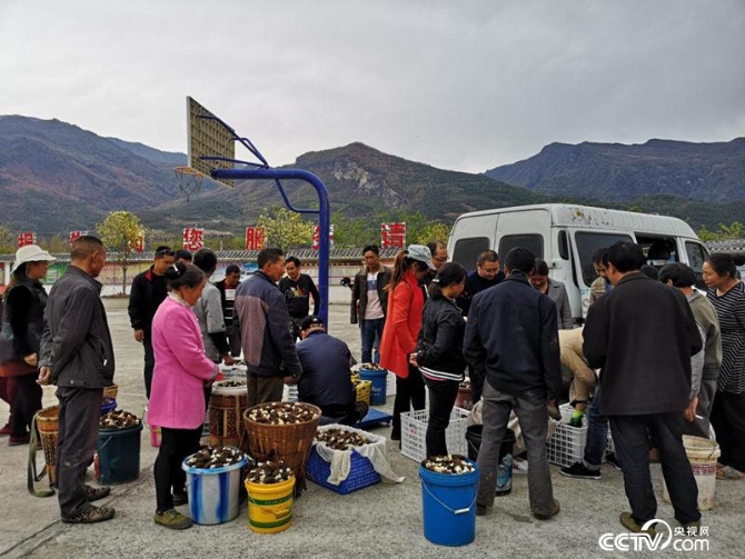 如今團(tuán)結(jié)村的羊肚菌當(dāng)天便可銷(xiāo)往成都，僅用3個(gè)小時(shí)車(chē)程。（何川攝）