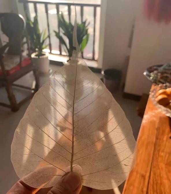 菩提葉畫的葉片筋絡