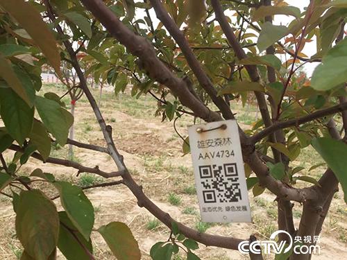 “千年秀林”的每棵樹都有屬于自己的二維碼，記錄著這棵樹的詳細資料。（徐輝/攝）