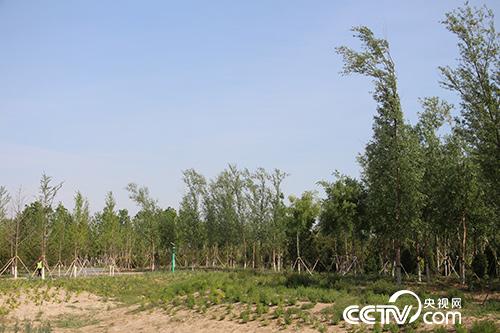 “千年秀林”不僅改變著雄安新區(qū)的景色和生態(tài)，還為當?shù)卮迕裉峁┱呔蜆I(yè)崗位。（徐輝/攝）