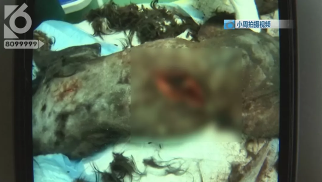 令人發(fā)指！寵物狗被砍3刀，還在傷口上撒辣椒面