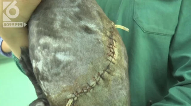 令人發(fā)指！寵物狗被砍3刀，還在傷口上撒辣椒面