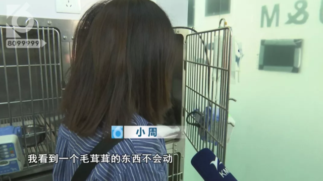 令人發(fā)指！寵物狗被砍3刀，還在傷口上撒辣椒面