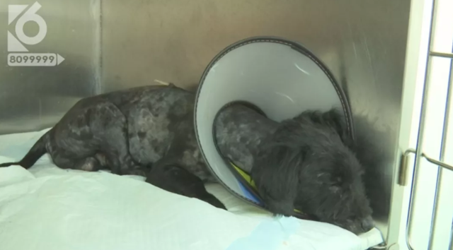 令人發(fā)指！寵物狗被砍3刀，還在傷口上撒辣椒面