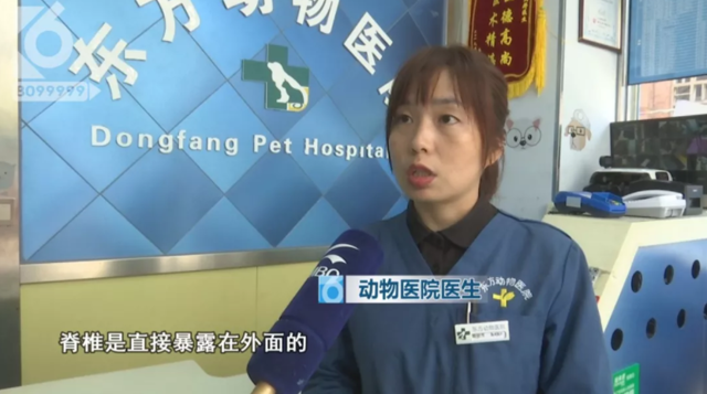 令人發(fā)指！寵物狗被砍3刀，還在傷口上撒辣椒面