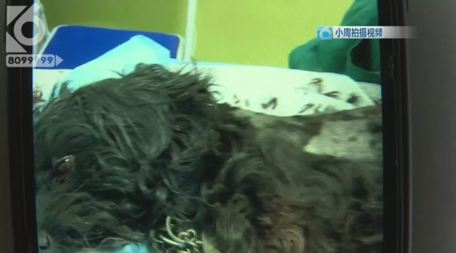 令人發(fā)指！寵物狗被砍3刀，還在傷口上撒辣椒面