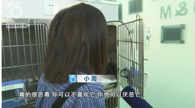 令人發(fā)指！寵物狗被砍3刀，還在傷口上撒辣椒面