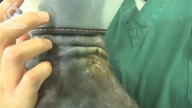 令人發(fā)指！寵物狗被砍3刀，還在傷口上撒辣椒面