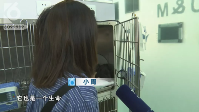 令人發(fā)指！寵物狗被砍3刀，還在傷口上撒辣椒面