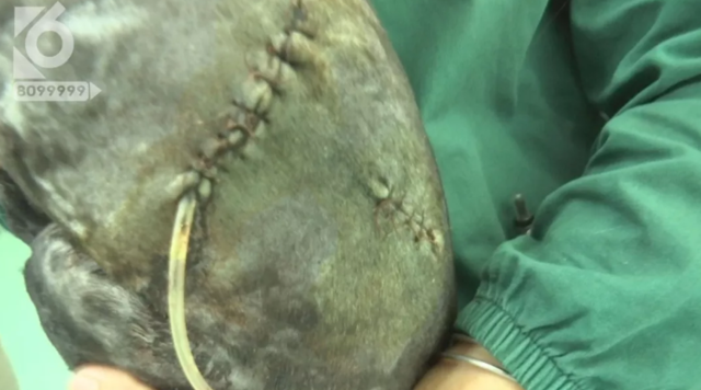 令人發(fā)指！寵物狗被砍3刀，還在傷口上撒辣椒面