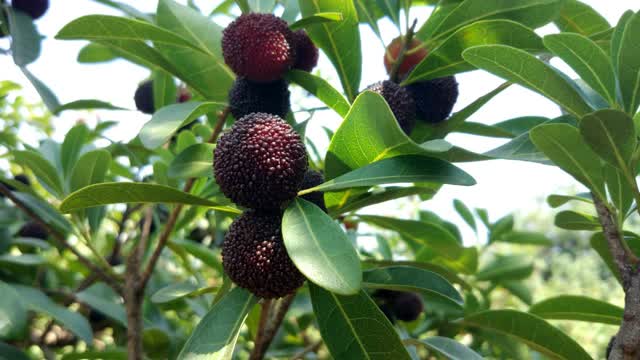 富民楊梅文化節(jié)六大活動邀你來！ (4)