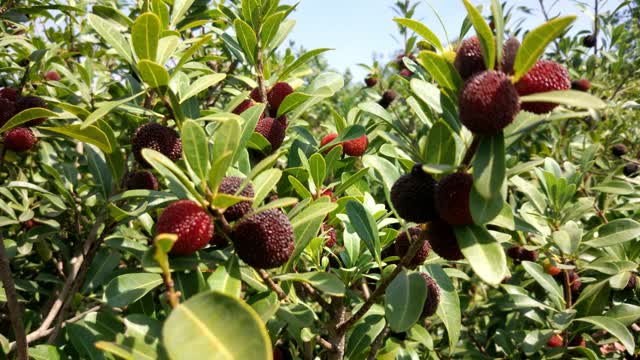 富民楊梅文化節(jié)六大活動邀你來！ (2)