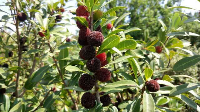 富民楊梅文化節(jié)六大活動邀你來！