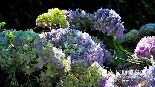 微信圖片_20190520190351 微信圖片_20190520190351