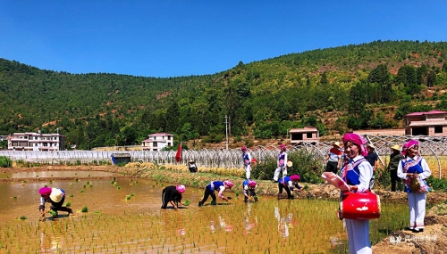 響水村插秧-(1) 響水村插秧-(1)