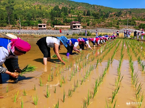 響水村插秧-(2) 響水村插秧-(2)