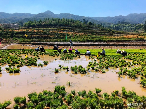 響水村插秧-(3) 響水村插秧-(3)