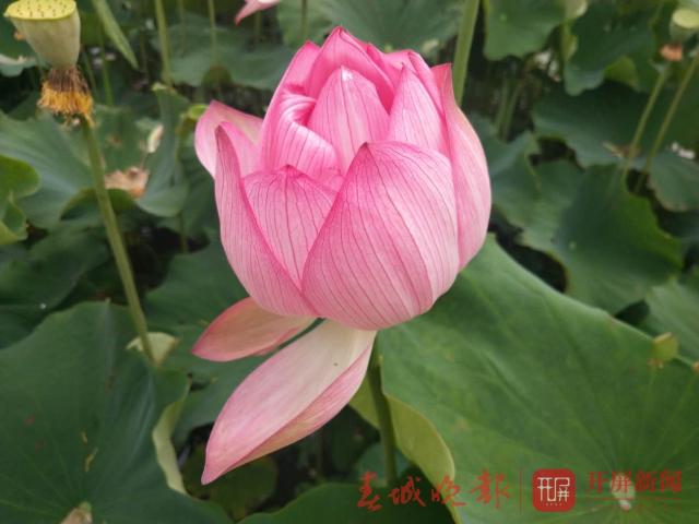 宜良荷花開了，50畝荷花都是太空蓮