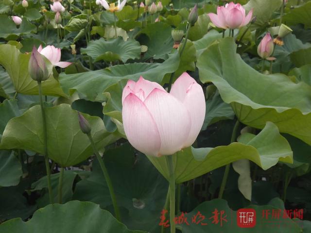 宜良荷花開了，50畝荷花都是太空蓮