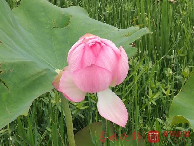 宜良荷花開了，50畝荷花都是太空蓮