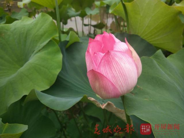 宜良荷花開了，50畝荷花都是太空蓮