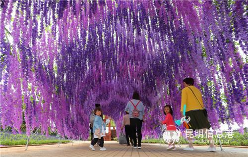 紫藤花道1 紫藤花道1