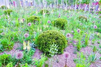 走進(jìn)“新絲綢之路”花園