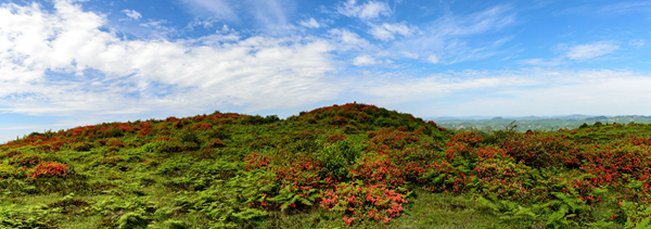 大馬場杜鵑花 大馬場杜鵑花