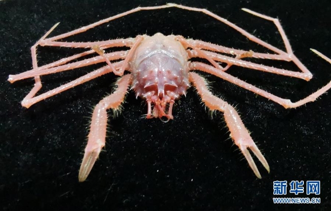 250多種樣品采集 “科學(xué)”號(hào)西太海山科考成果豐碩 (圖文互動(dòng))(3)綜述:250多種樣品采集 “科學(xué)”號(hào)西太海山科考成果豐碩