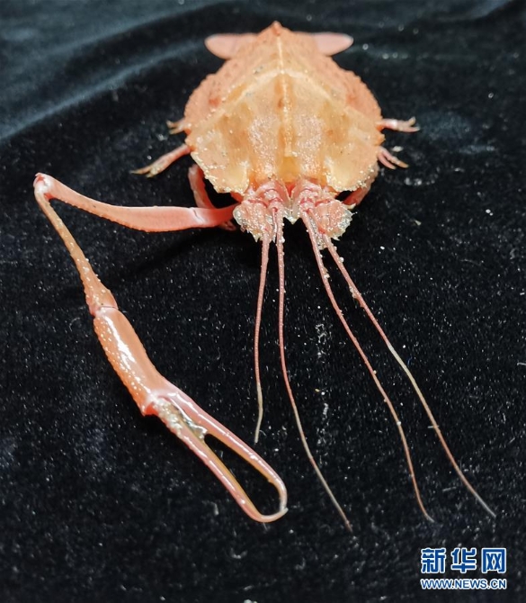 250多種樣品采集 “科學(xué)”號(hào)西太海山科考成果豐碩 (圖文互動(dòng))(4)綜述:250多種樣品采集 “科學(xué)”號(hào)西太海山科考成果豐碩