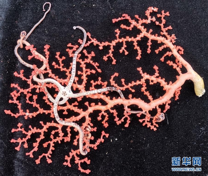 250多種樣品采集 “科學(xué)”號(hào)西太海山科考成果豐碩 (圖文互動(dòng))(6)綜述:250多種樣品采集 “科學(xué)”號(hào)西太海山科考成果豐碩