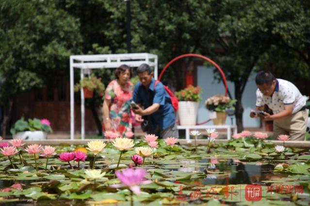 荷花節(jié)