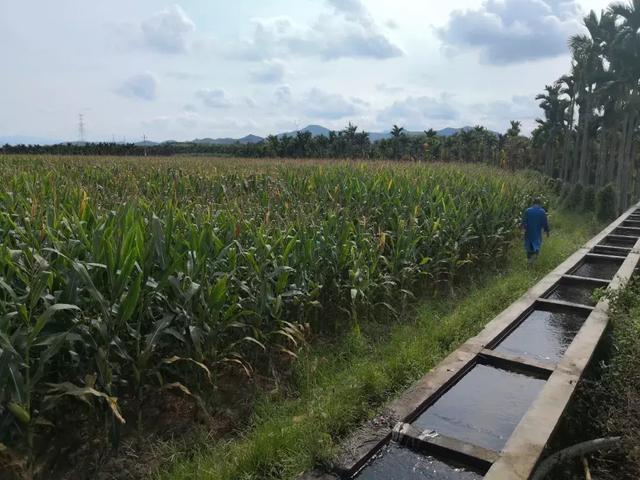 中國飯碗（值得一讀！）