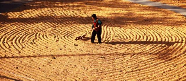 中國飯碗（值得一讀！）