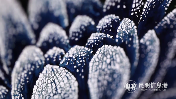 田雪作品細(xì)節(jié) 供圖 田雪作品細(xì)節(jié) 供圖