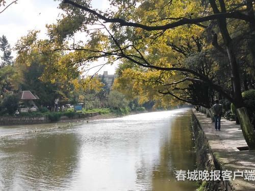 大觀河邊滇樸樹(shù) 春城晚報(bào)記者 左學(xué)佳 攝2