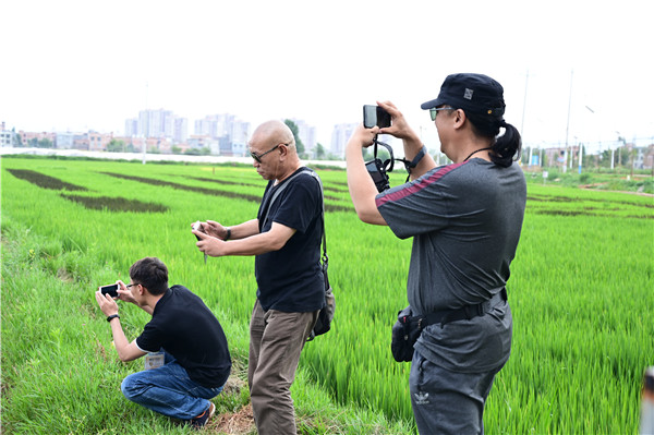 沙堤村五彩水稻