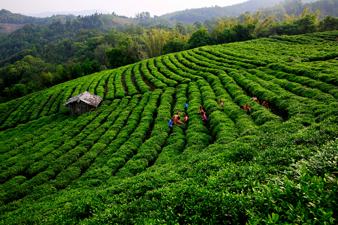 茶鄉(xiāng) 劉正凡攝 茶鄉(xiāng) 劉正凡攝