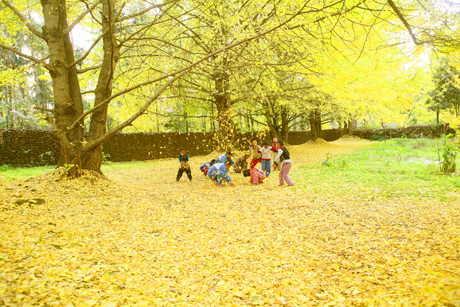 江東銀杏村 宣傳部提供 江東銀杏村 宣傳部提供