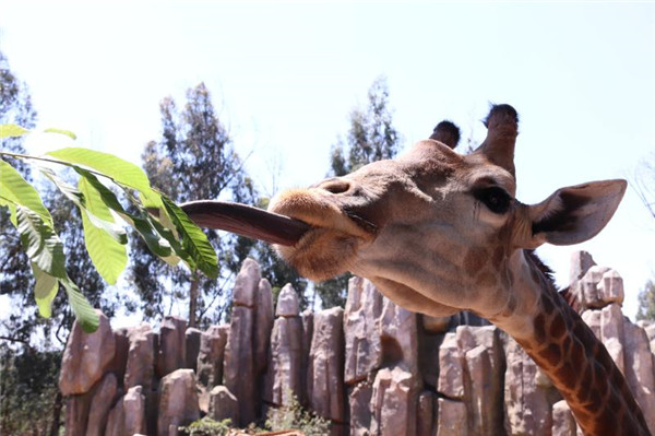 圖片2 現(xiàn)場參與活動可以免費獲得長頸鹿喂食互動體驗資格。