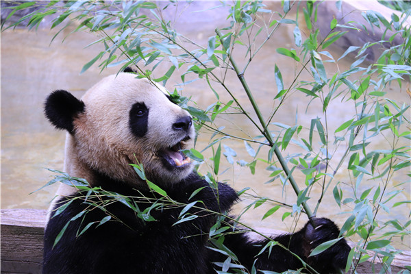 圖片3 暑假來園區(qū)參加“成熊禮”。