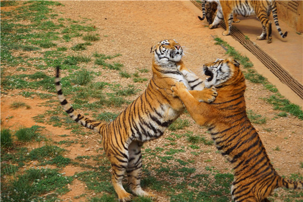 圖片4 今年七夕，云南野生動物園準(zhǔn)備了浪漫折扣。