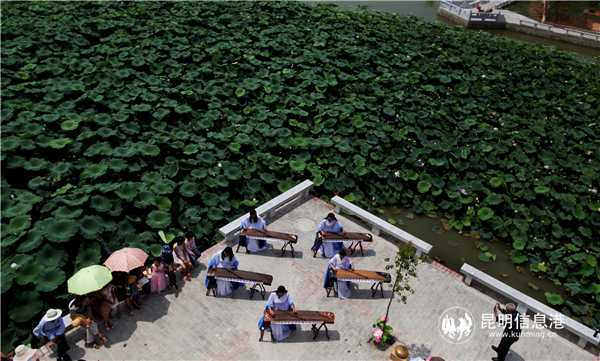 毛家營荷花展。