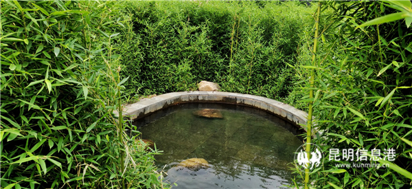 毛家營溫泉隱密在竹林中的溫泉泡池。