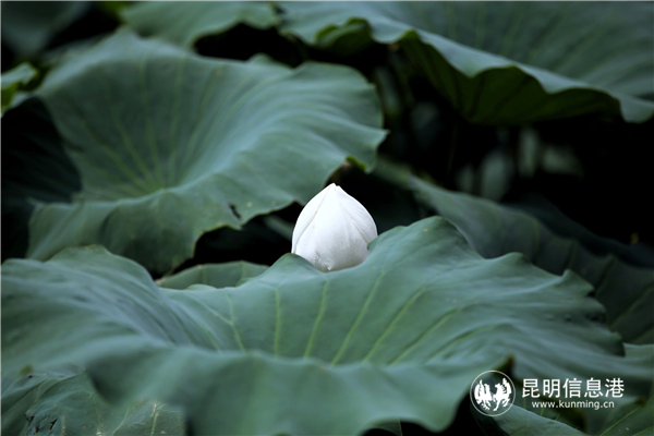 荷花含苞待放。