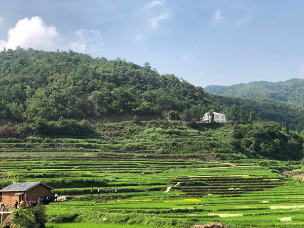 核桃箐滿眼見綠。_副本