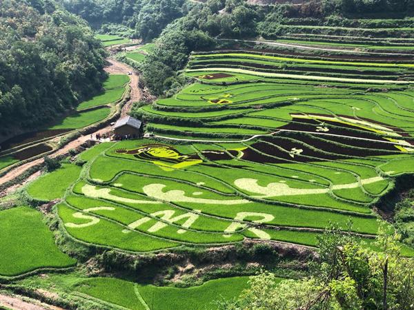 彩色水稻“畫”出彝族睡美人。_副本