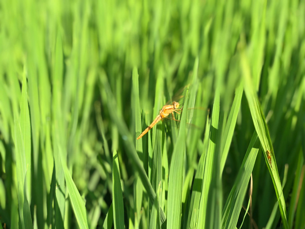 稻田間蜻蜓與水稻相映成趣。_副本