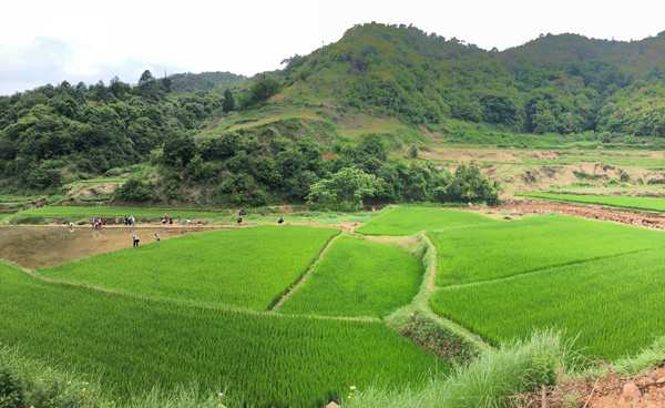 核桃箐自然風(fēng)光。_副本
